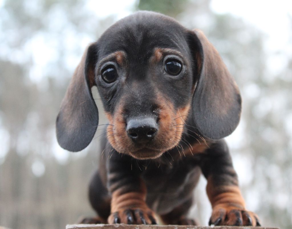 de l'air salin - Chiot disponible  - Teckel poil dur