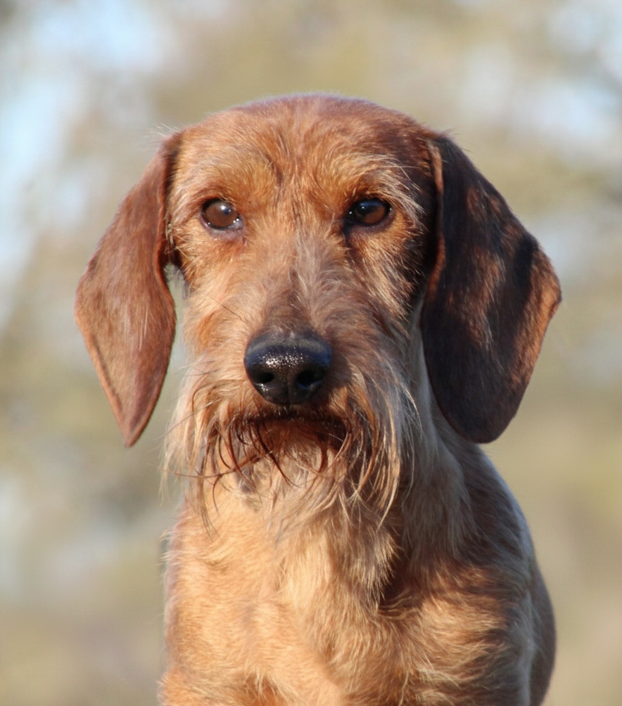 CH. El_rey almarxils