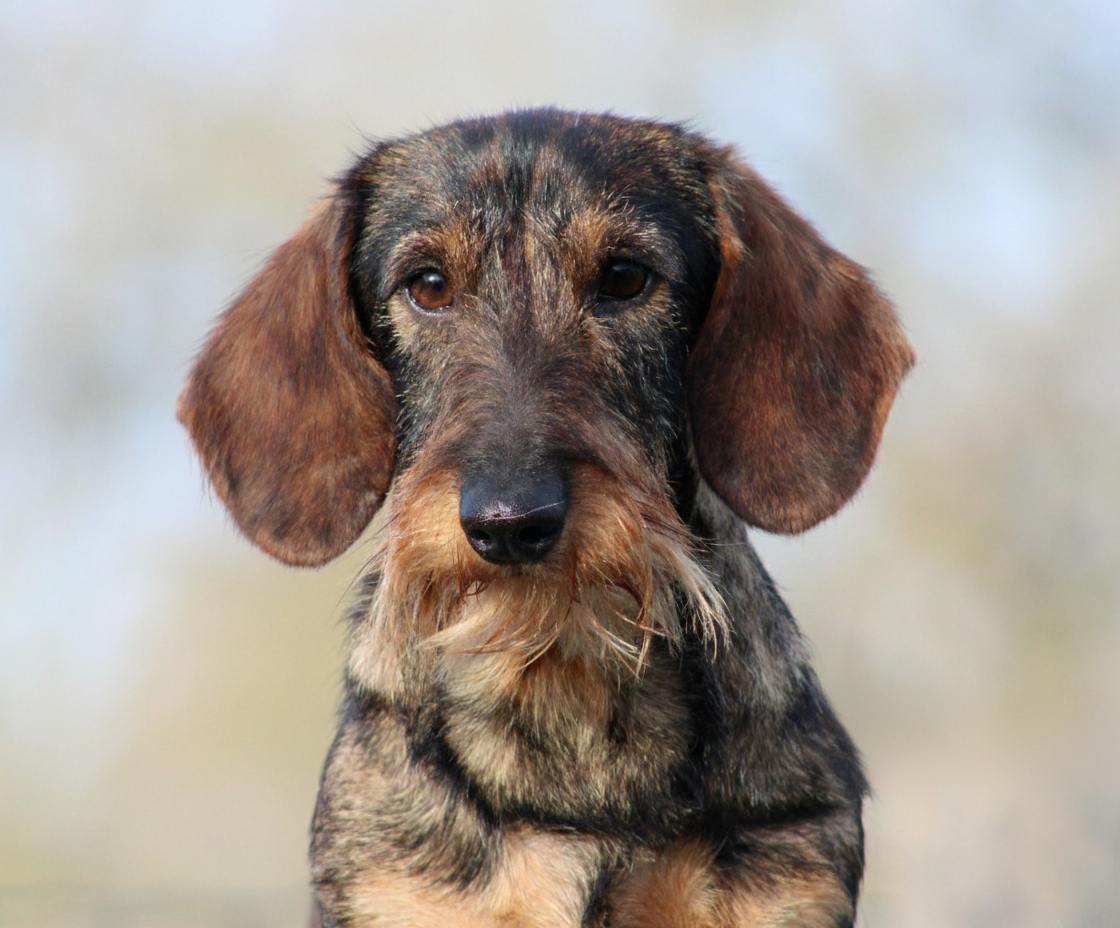 almarxils El principe