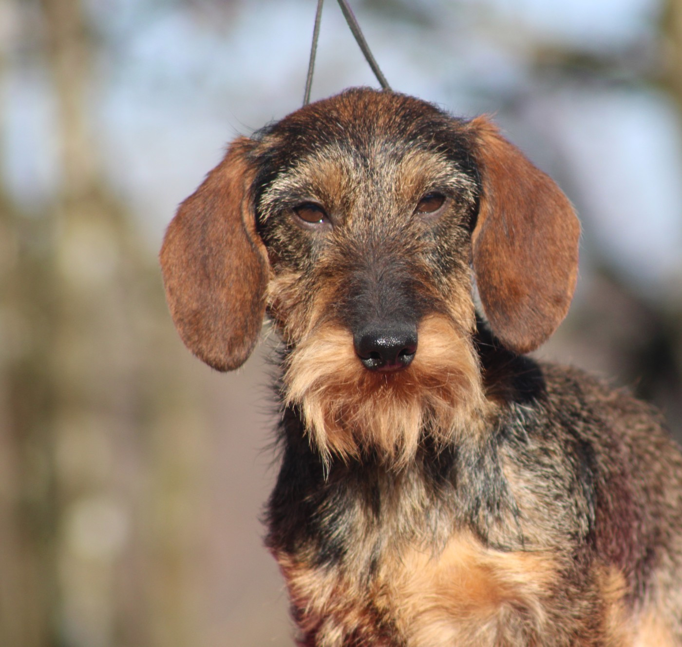 Falcao del picu soberron