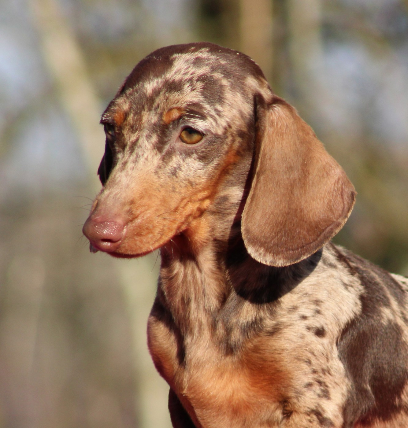 Anguille de l'air salin
