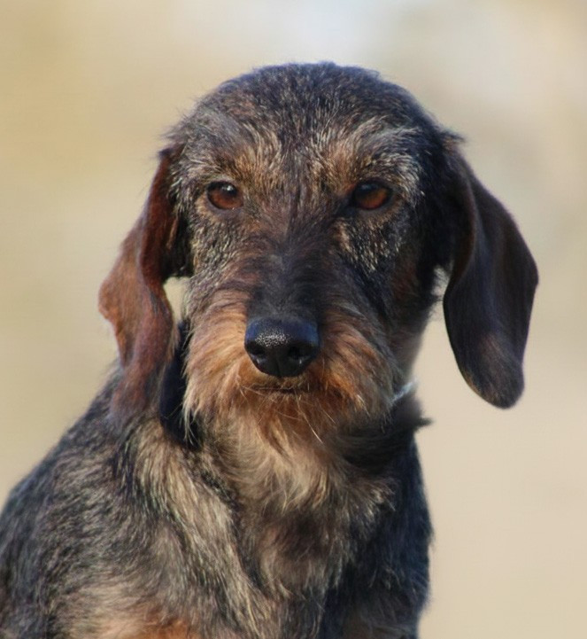 Véritas Des Chasseurs Du Temps