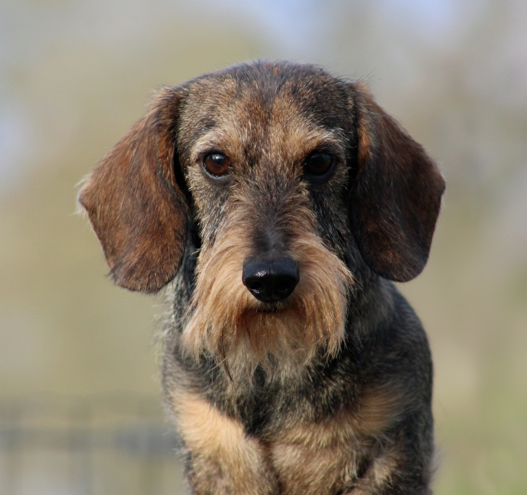 Ilex Auréu's Urrikan