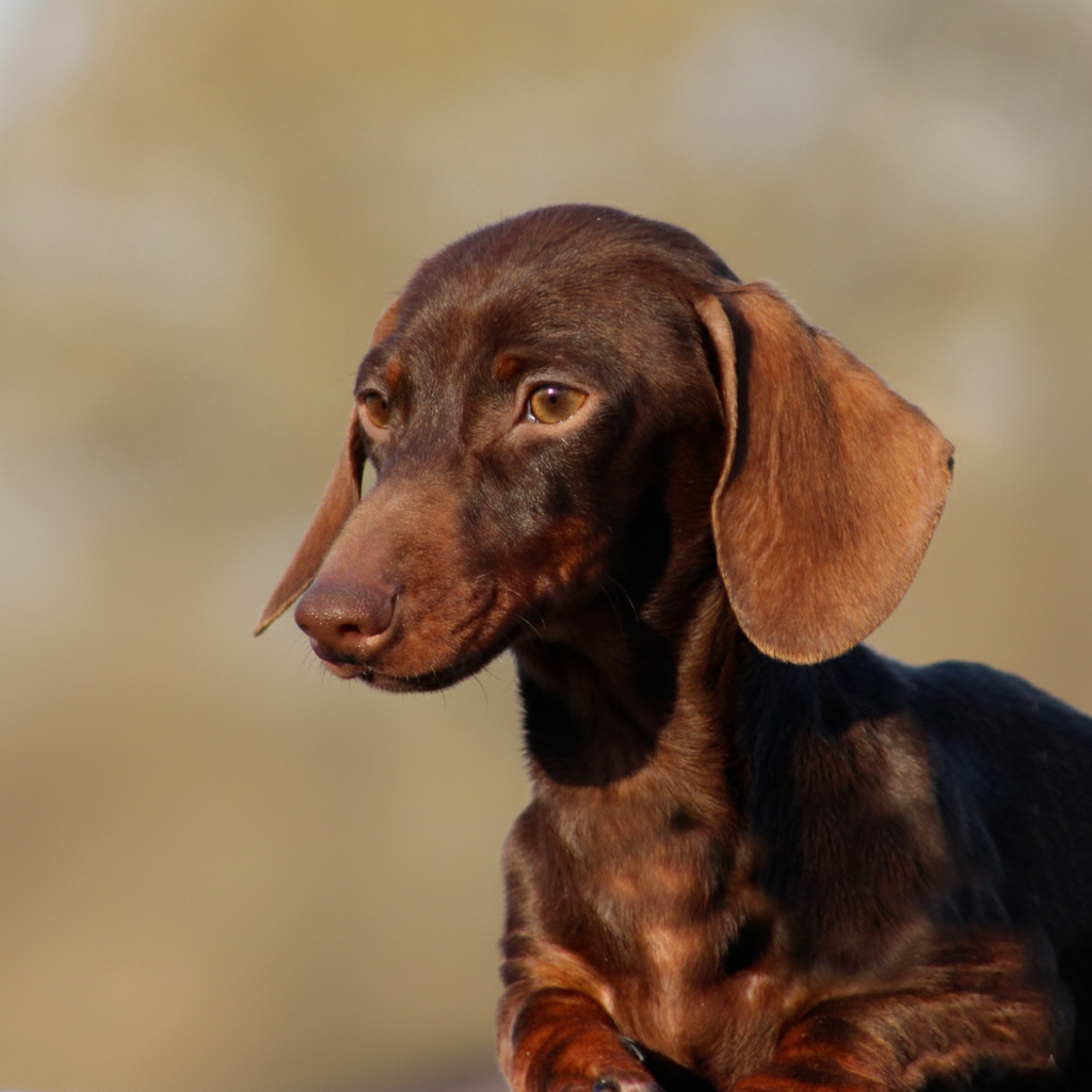 Gabéric's An erge-vras