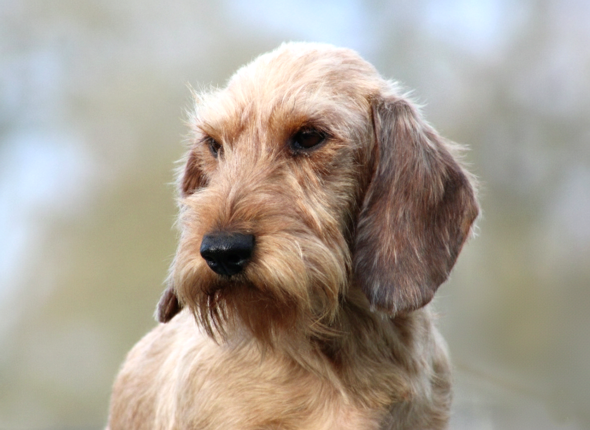 Tyrannic Una reinita