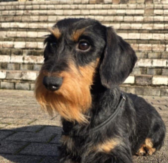 Virago Des Chasseurs Du Temps