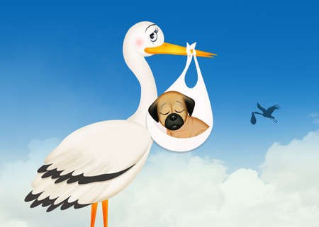 Prochaines naissances fin Décembre et fin Janvier