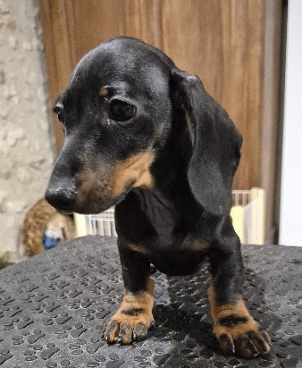 de l'air salin - Deux adorables bébés nains disponibles dès maintenant