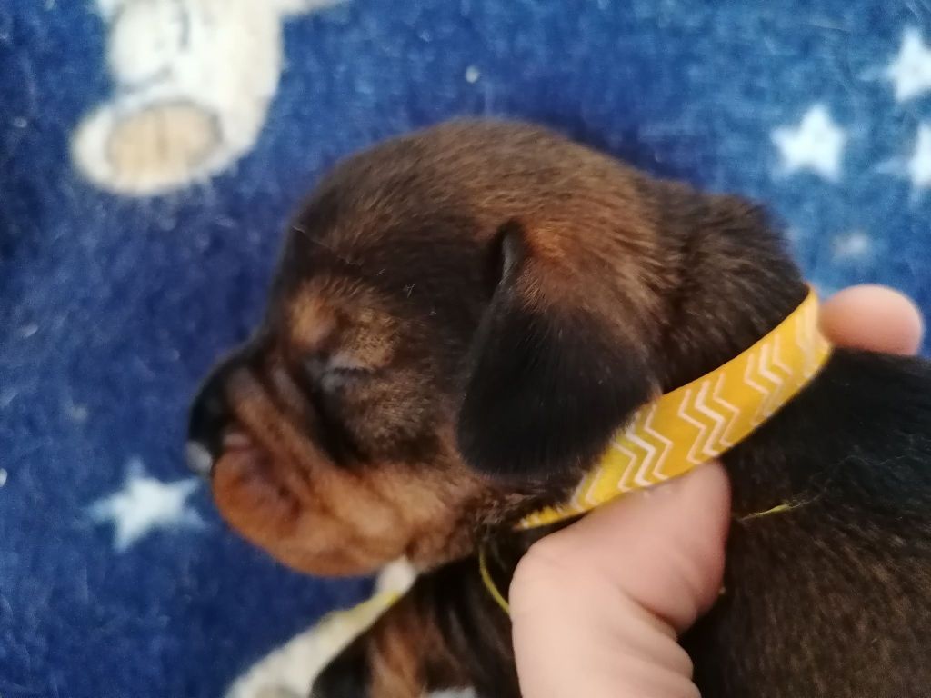 de l'air salin - Teckel poil dur - Portée née le 19/03/2021