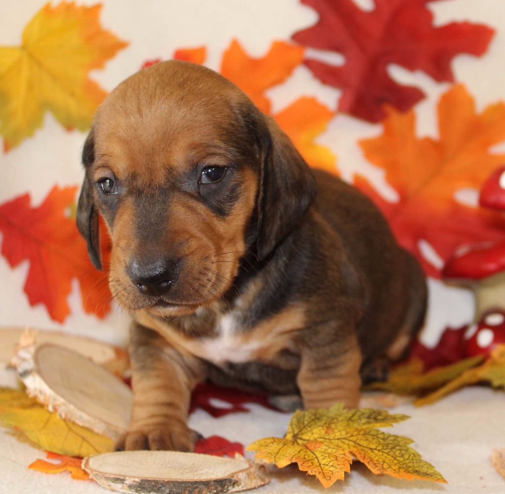 de l'air salin - Teckel poil ras - Portée née le 21/10/2017
