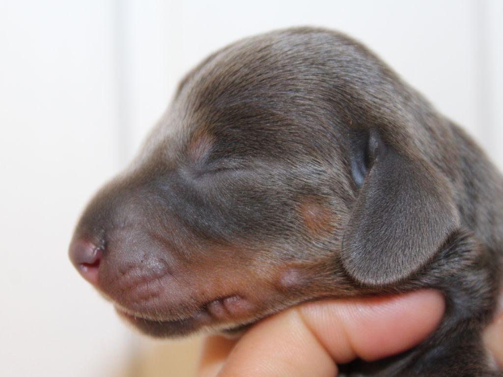 de l'air salin - Teckel poil ras - Portée née le 03/07/2020