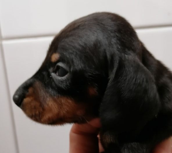 de l'air salin - Teckel poil ras - Portée née le 06/01/2020