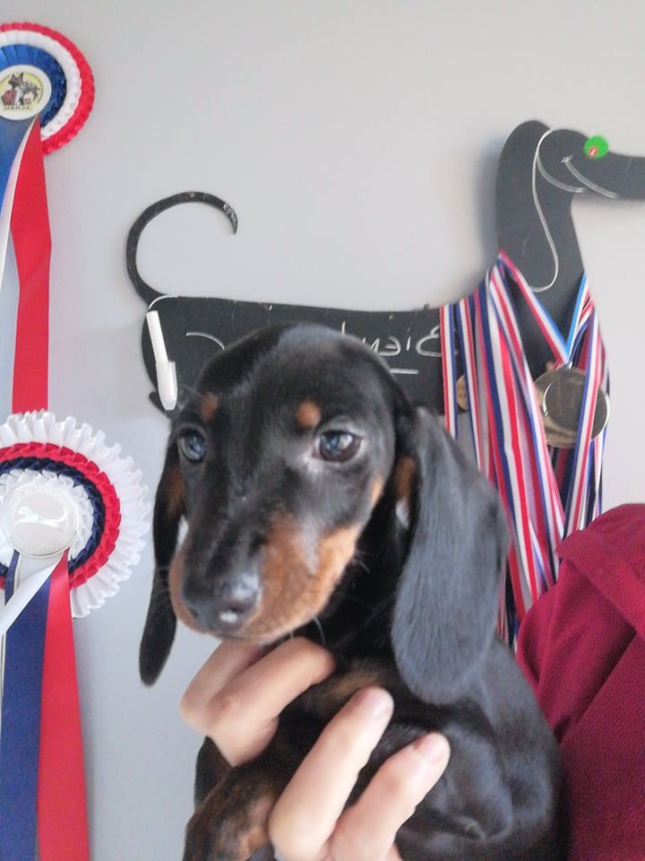 de l'air salin - Teckel poil ras - Portée née le 24/09/2021