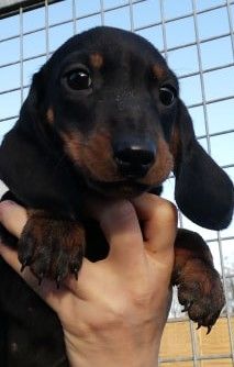 de l'air salin - Teckel poil ras - Portée née le 27/10/2019