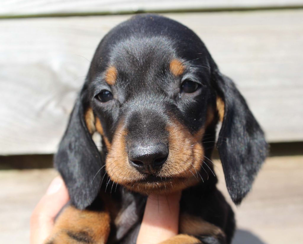 de l'air salin - Teckel poil ras - Portée née le 11/09/2018