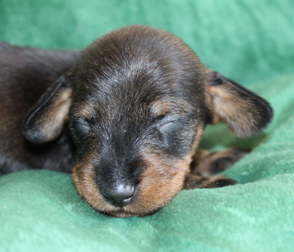 de l'air salin - Teckel poil dur - Portée née le 29/05/2024