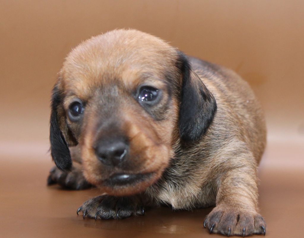 de l'air salin - Chiots disponibles - Teckel poil dur