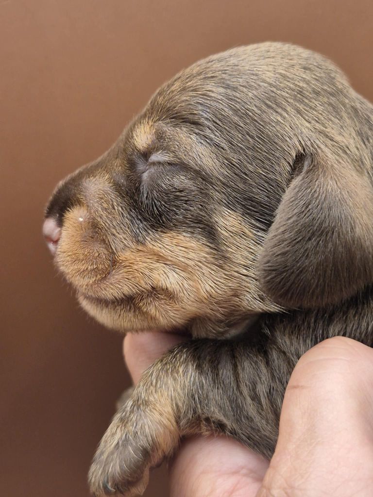 de l'air salin - Teckel poil dur - Portée née le 20/08/2025