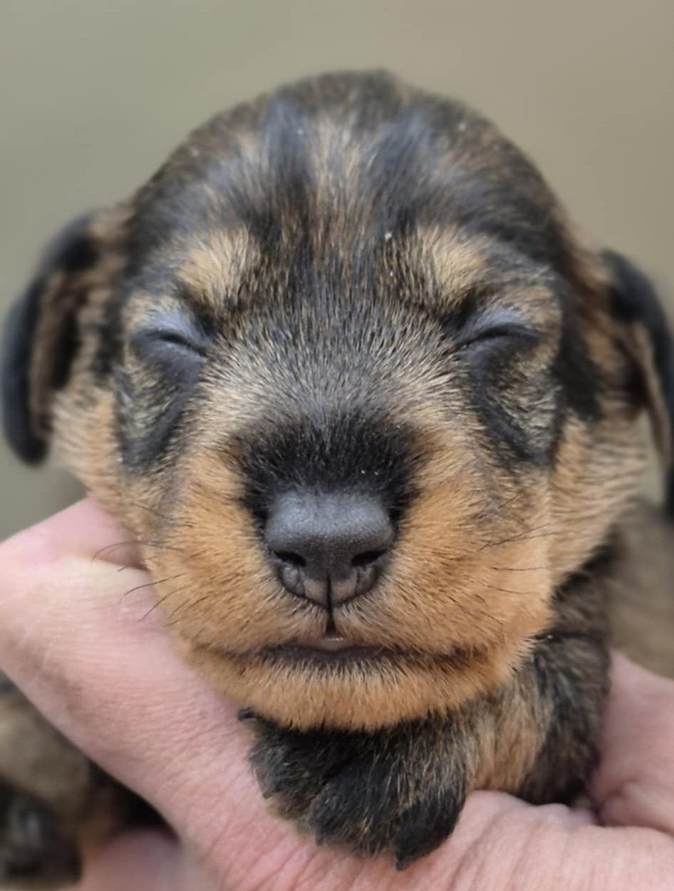 de l'air salin - Chiots disponibles - Teckel poil dur