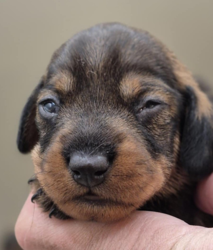 de l'air salin - Chiots disponibles - Teckel poil dur