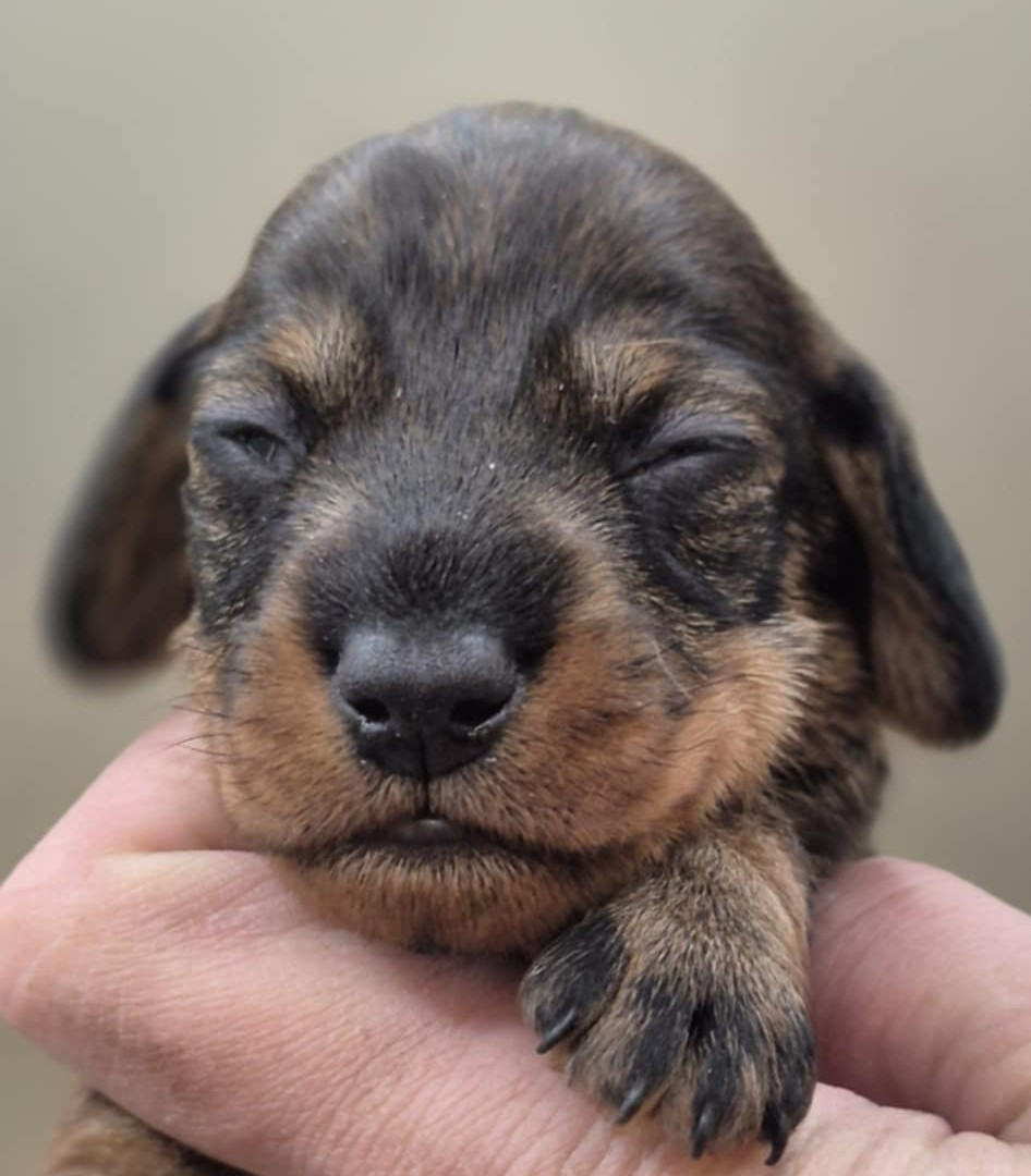 de l'air salin - Chiots disponibles - Teckel poil dur