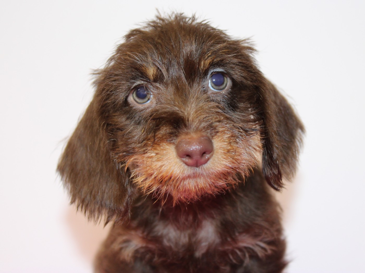 de l'air salin - Teckel poil dur - Portée née le 18/09/2025