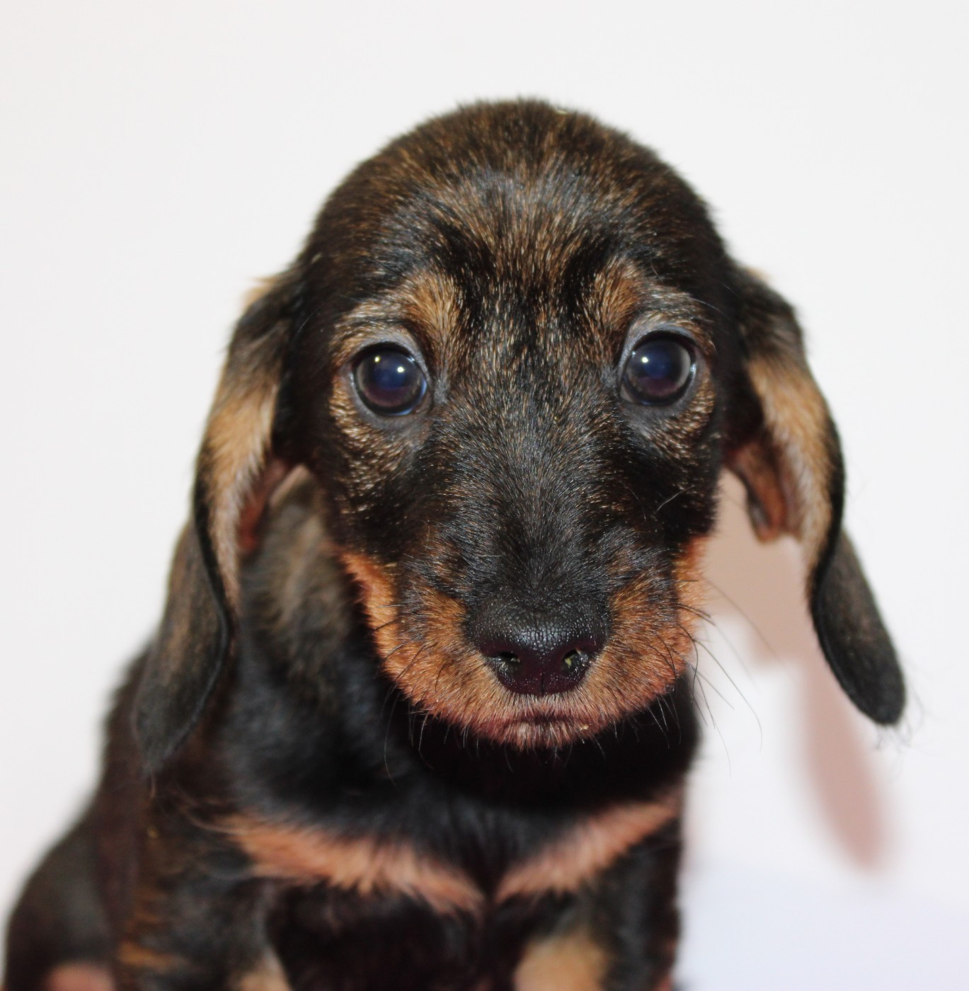 de l'air salin - Teckel poil dur - Portée née le 21/09/2025