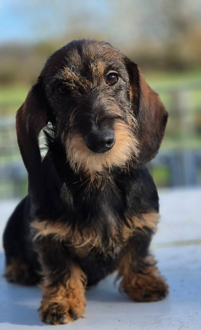 de l'air salin - Chiots disponibles - Teckel poil dur