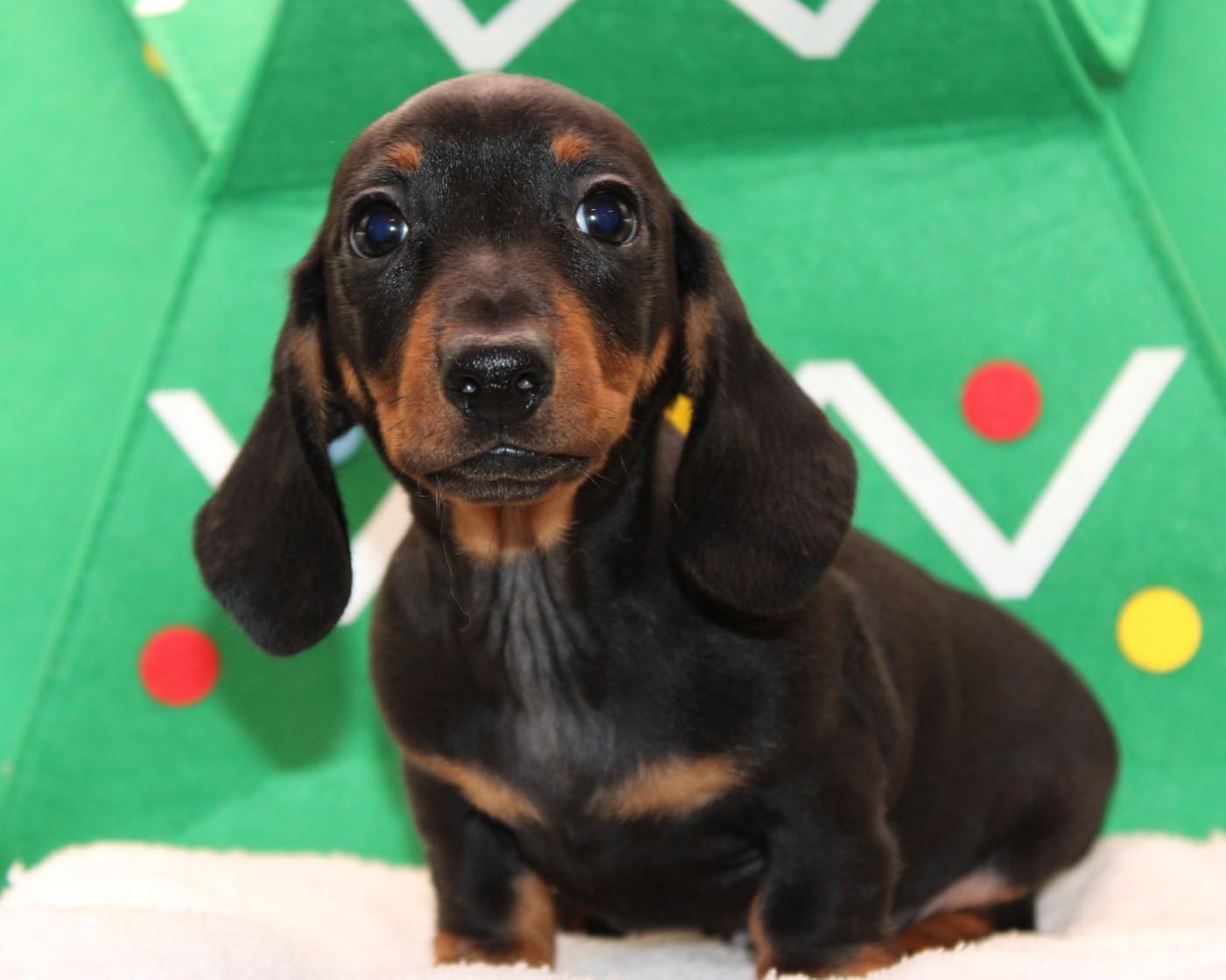 de l'air salin - Teckel poil ras - Portée née le 22/10/2025