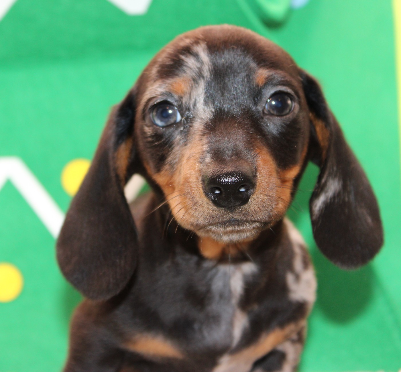 de l'air salin - Teckel poil ras - Portée née le 20/10/2025