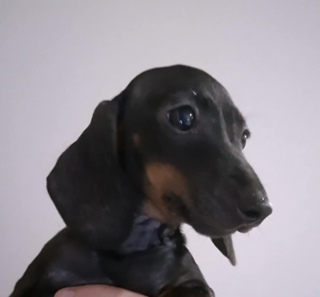 de l'air salin - Teckel poil ras - Portée née le 24/10/2025