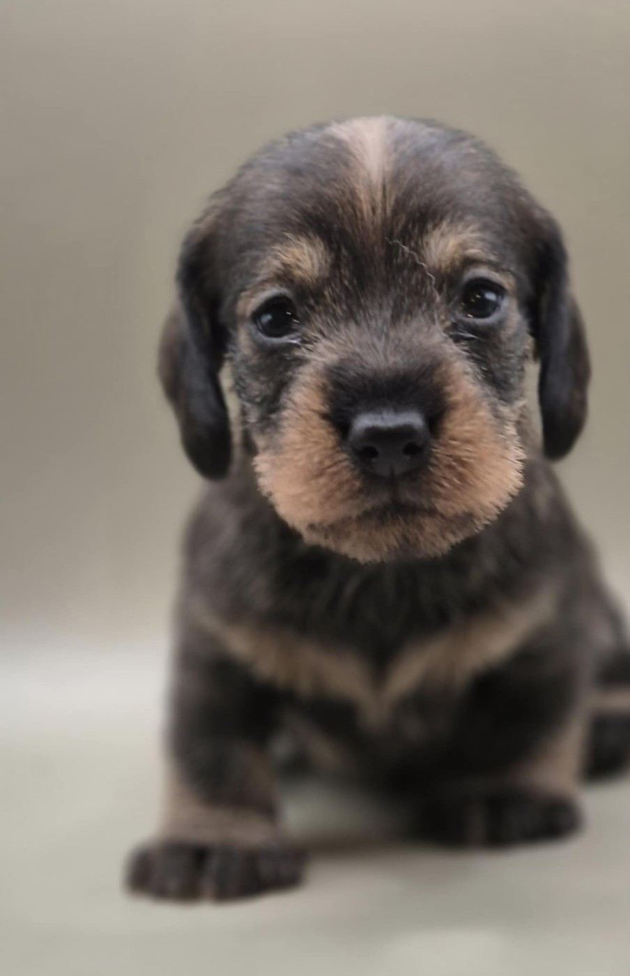 de l'air salin - Teckel poil dur - Portée née le 05/01/2026