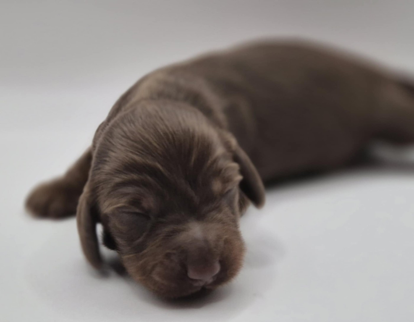 de l'air salin - Chiots disponibles - Teckel poil long