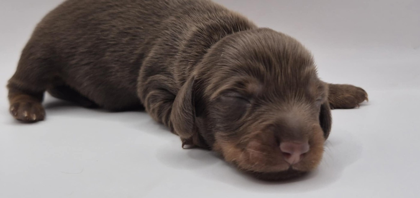 de l'air salin - Chiots disponibles - Teckel poil long