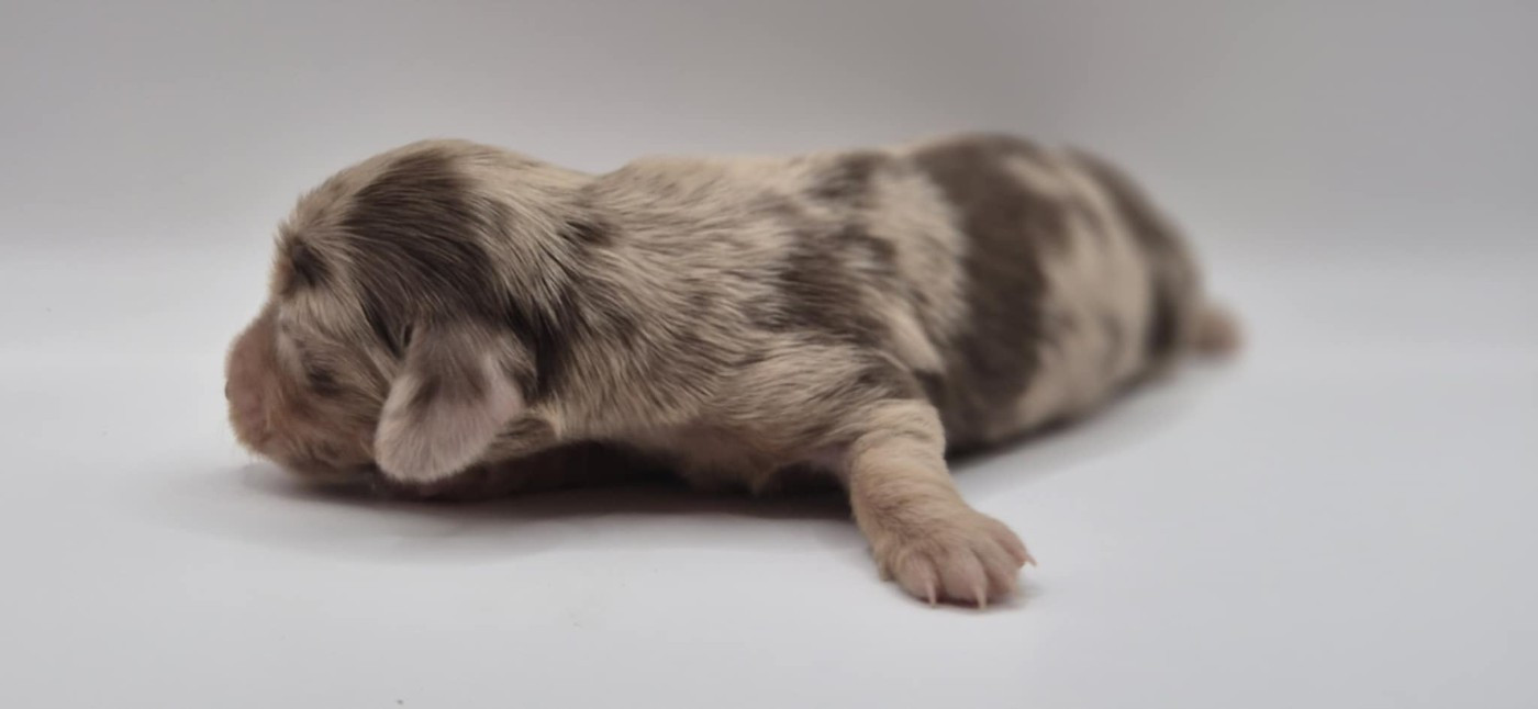 de l'air salin - Chiots disponibles - Teckel poil long