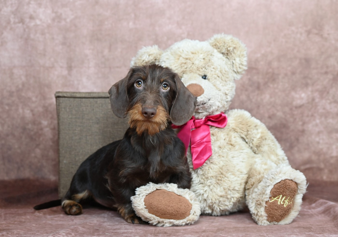 de l'air salin - Chiots disponibles - Teckel poil dur