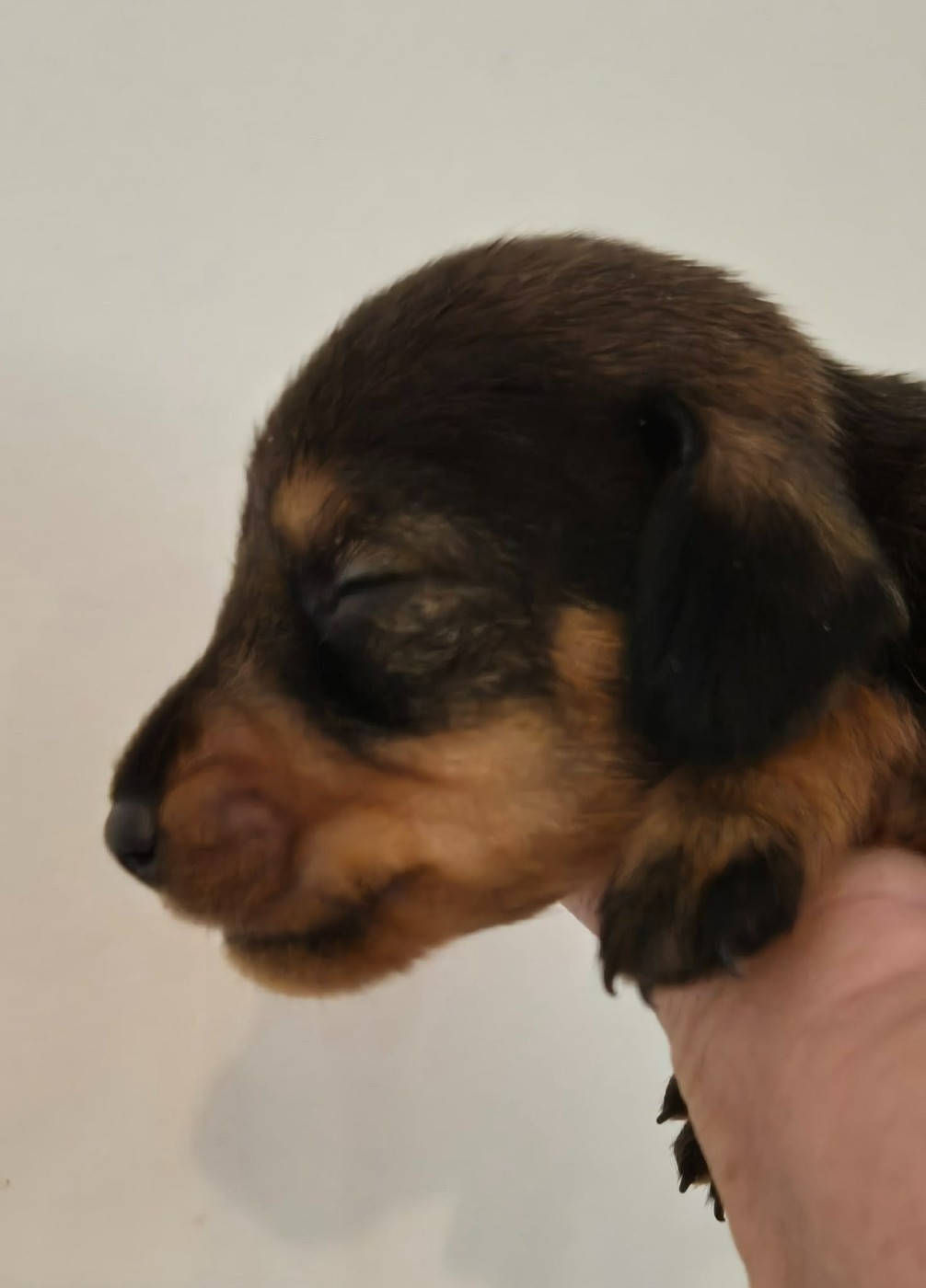 de l'air salin - Chiots disponibles - Teckel poil dur