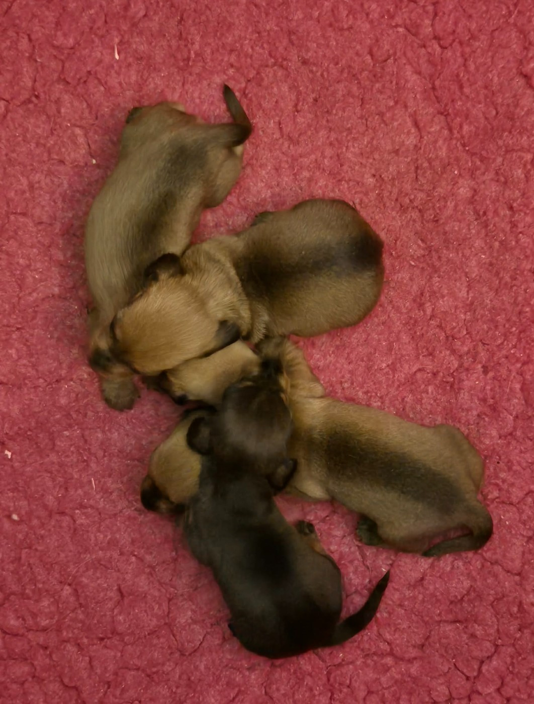 Chiot Teckel poil dur de l'air salin