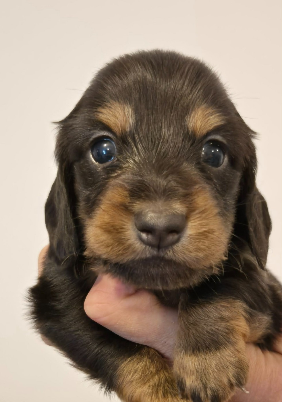 de l'air salin - Chiots disponibles - Teckel poil long