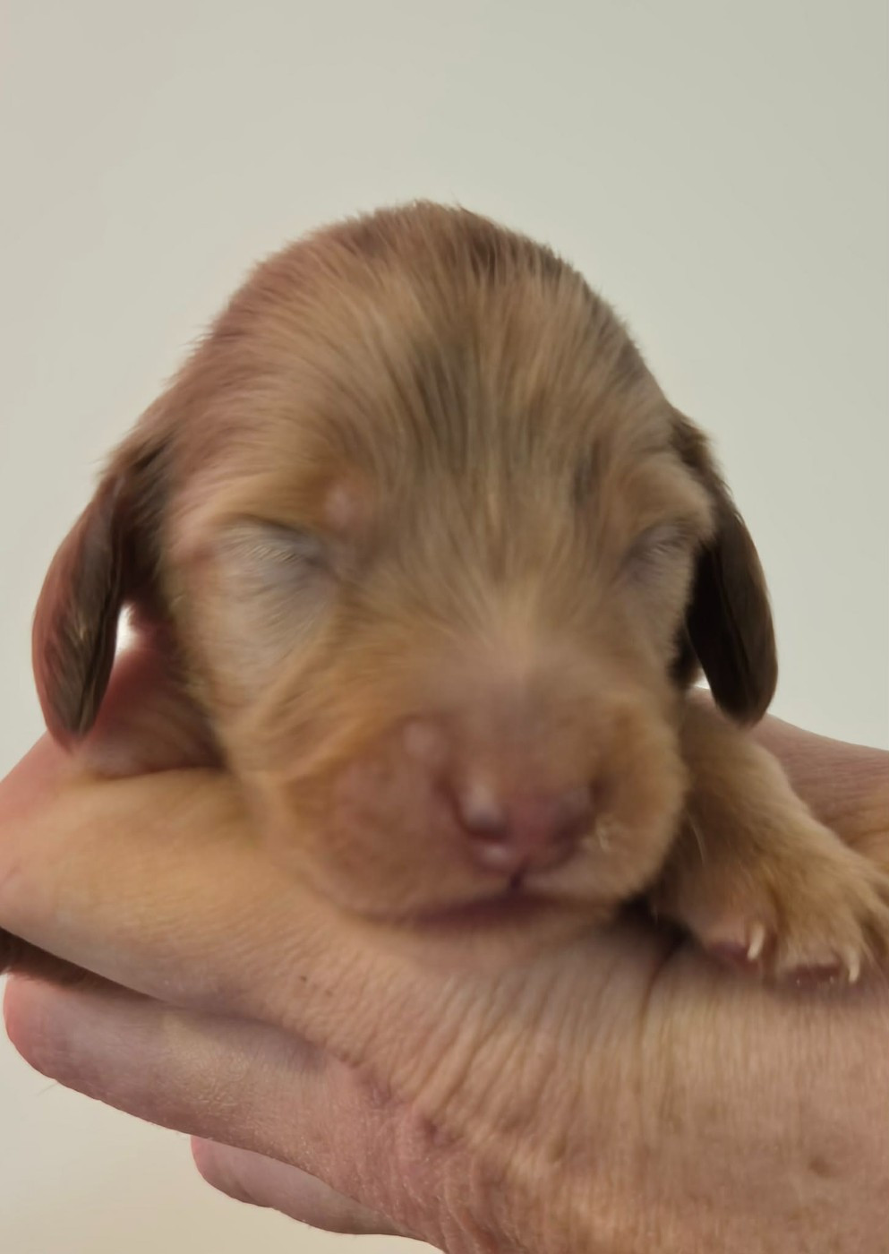 de l'air salin - Chiots disponibles - Teckel poil long