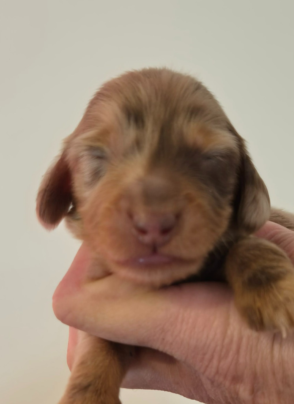 de l'air salin - Chiots disponibles - Teckel poil long