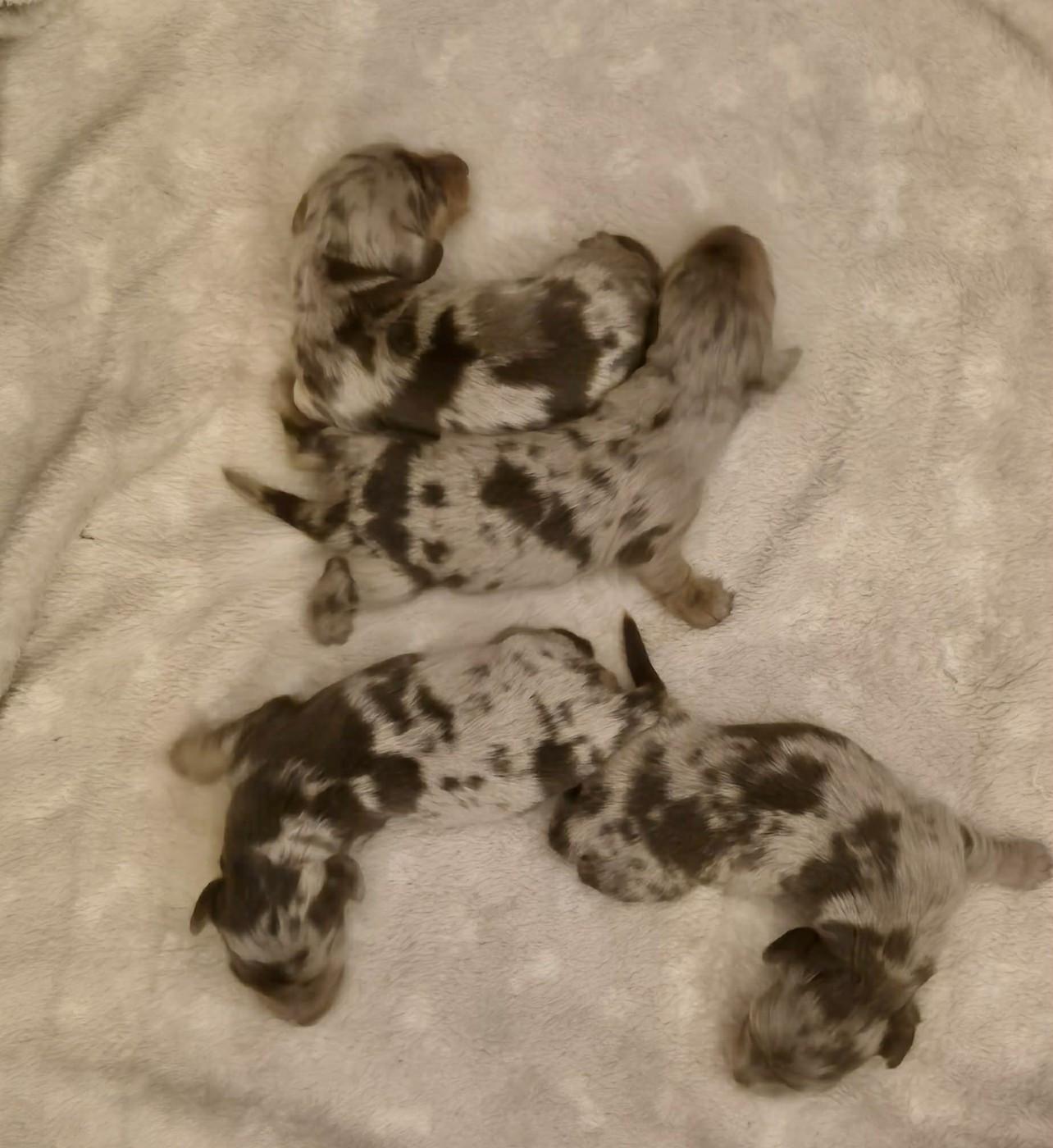 de l'air salin - Teckel poil long - Portée née le 19/03/2026