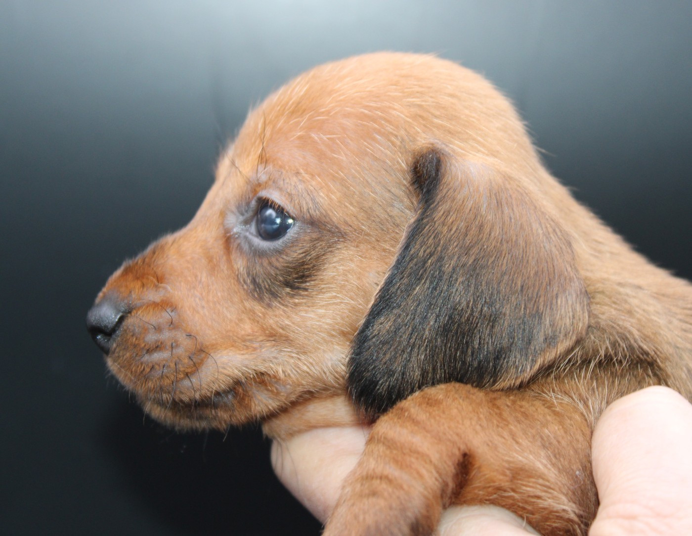 de l'air salin - Chiots disponibles - Teckel poil dur