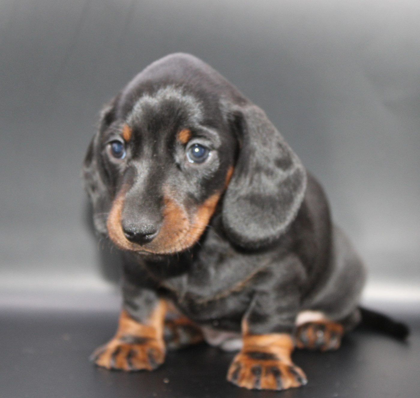 de l'air salin - Teckel poil ras - Portée née le 12/03/2026