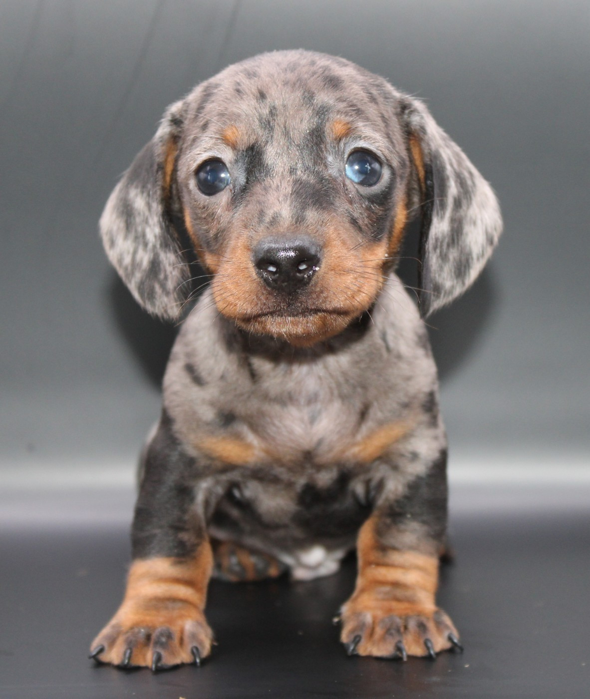 de l'air salin - Teckel poil ras - Portée née le 03/03/2026