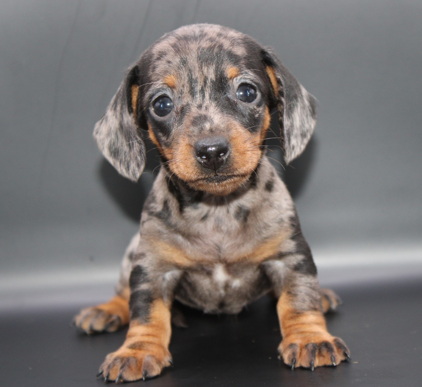de l'air salin - Chiots disponibles - Teckel poil ras