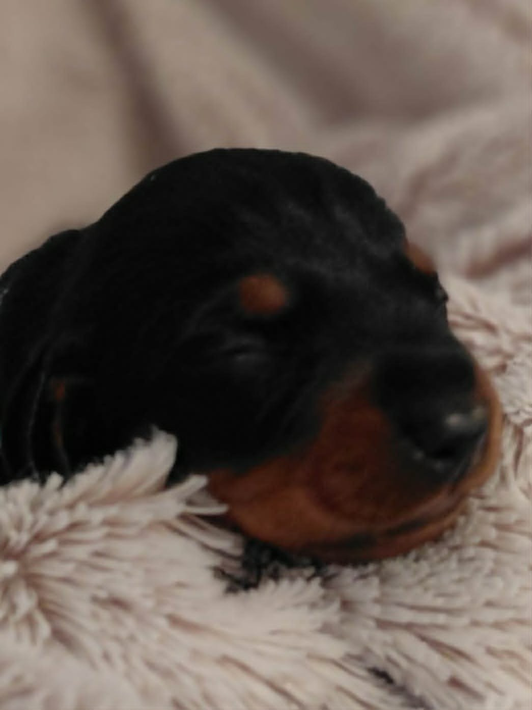 de l'air salin - Chiots disponibles - Teckel poil ras
