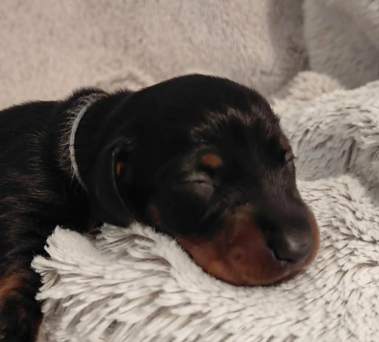 de l'air salin - Chiots disponibles - Teckel poil ras