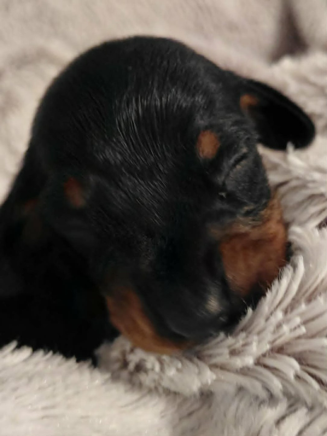 de l'air salin - Chiots disponibles - Teckel poil ras