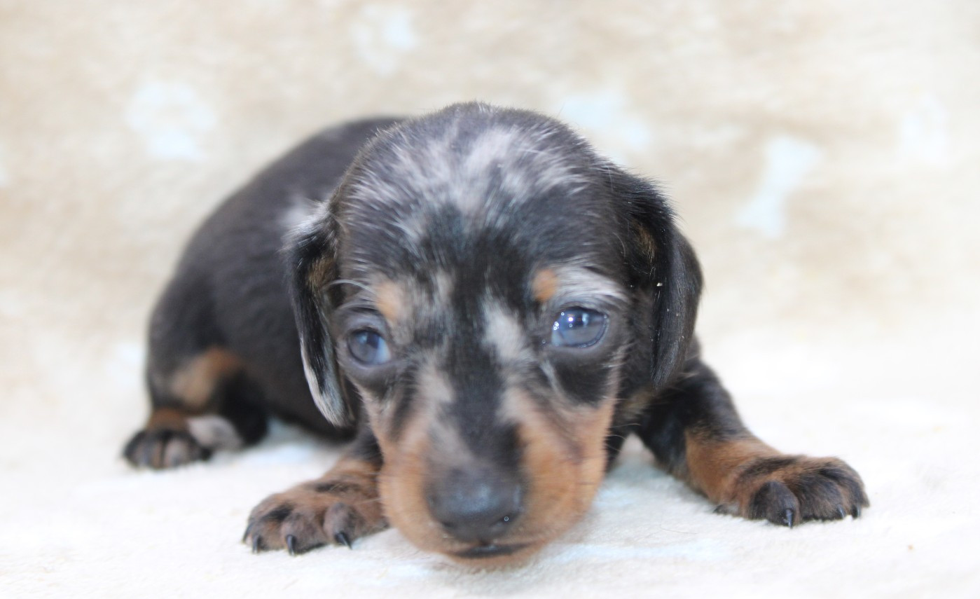de l'air salin - Chiots disponibles - Teckel poil ras